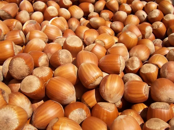 Giresun Tombul Fındık